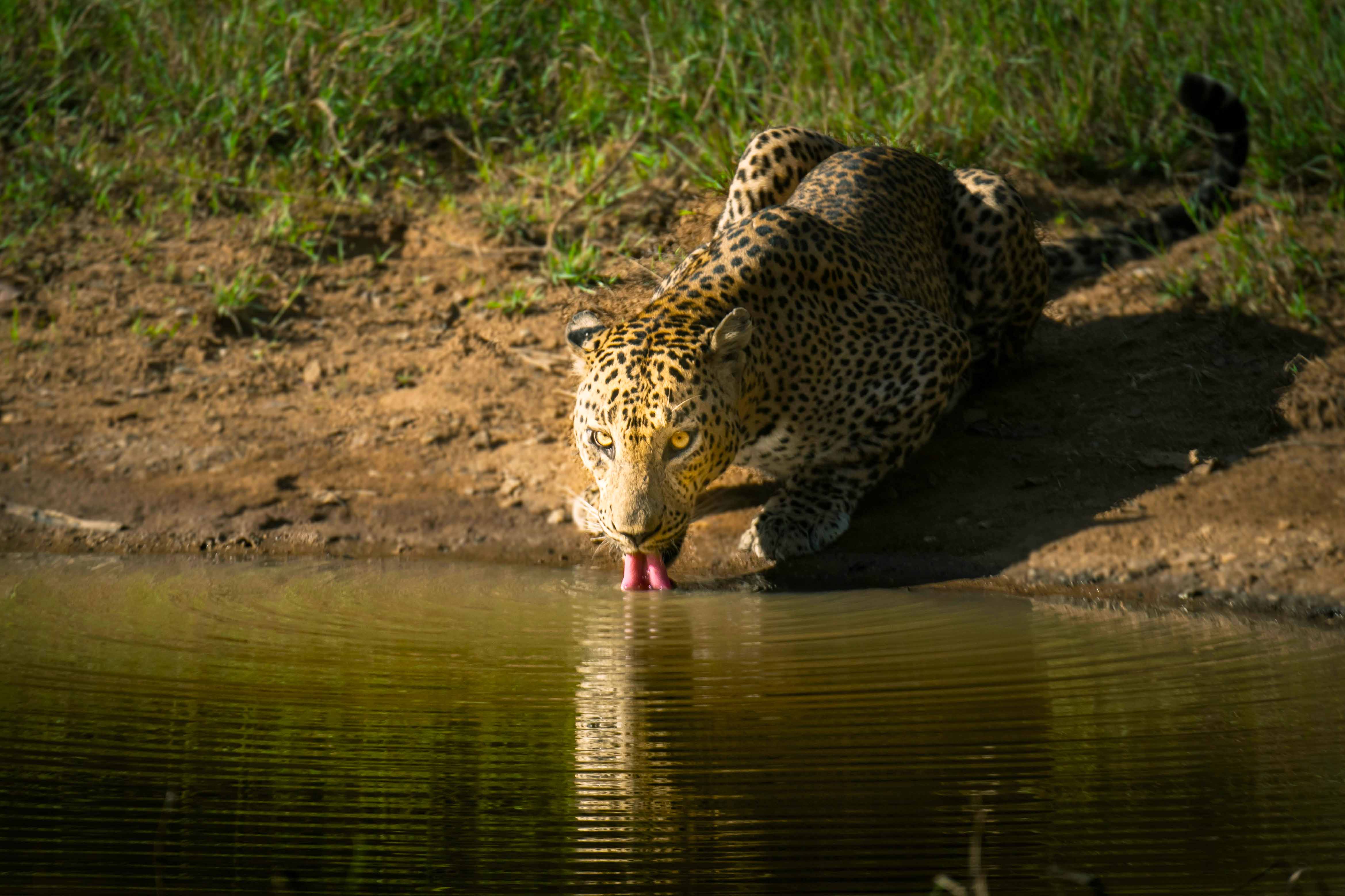 Leopard Watching Tours