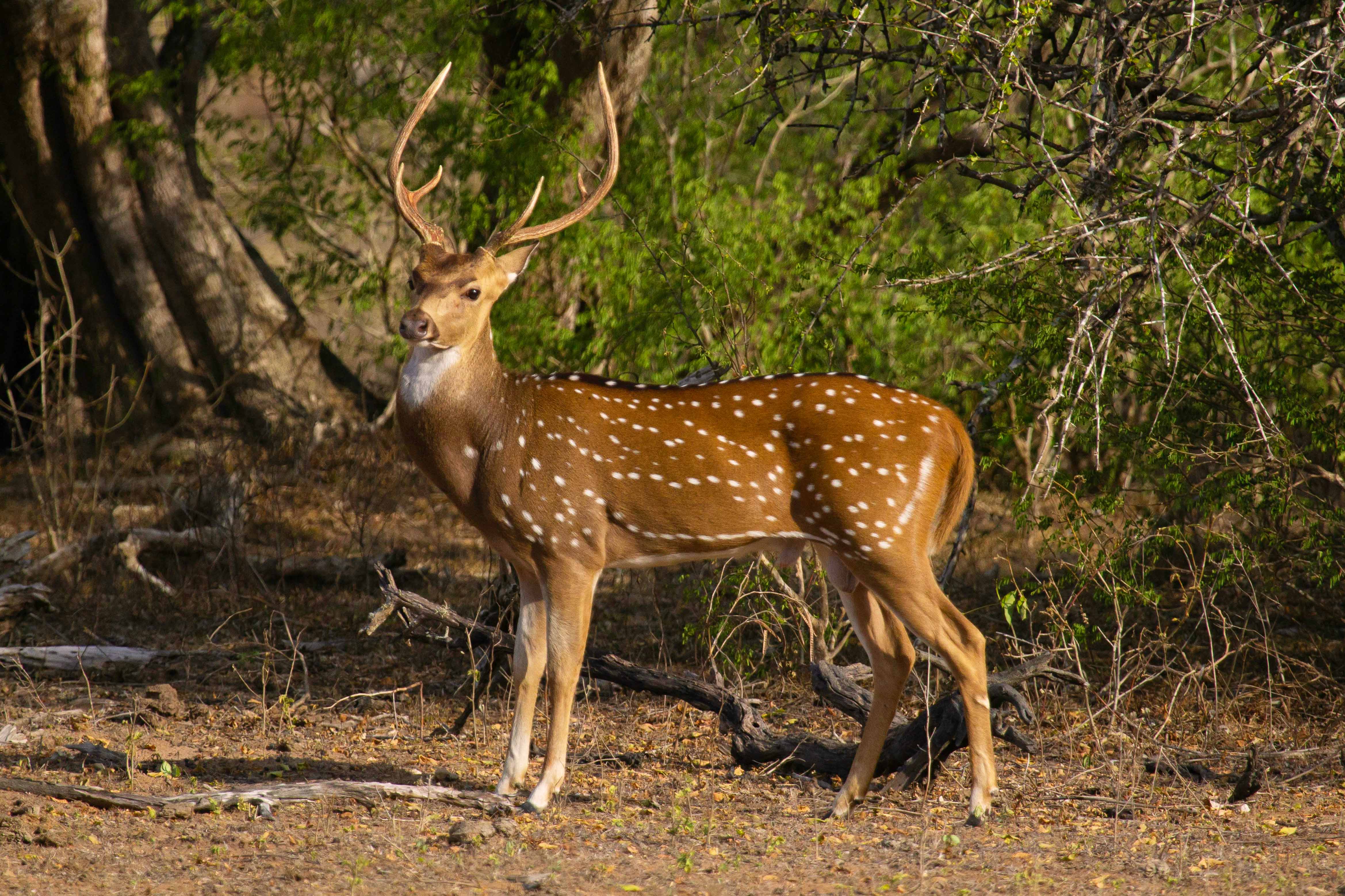 Yala Safari Adventure