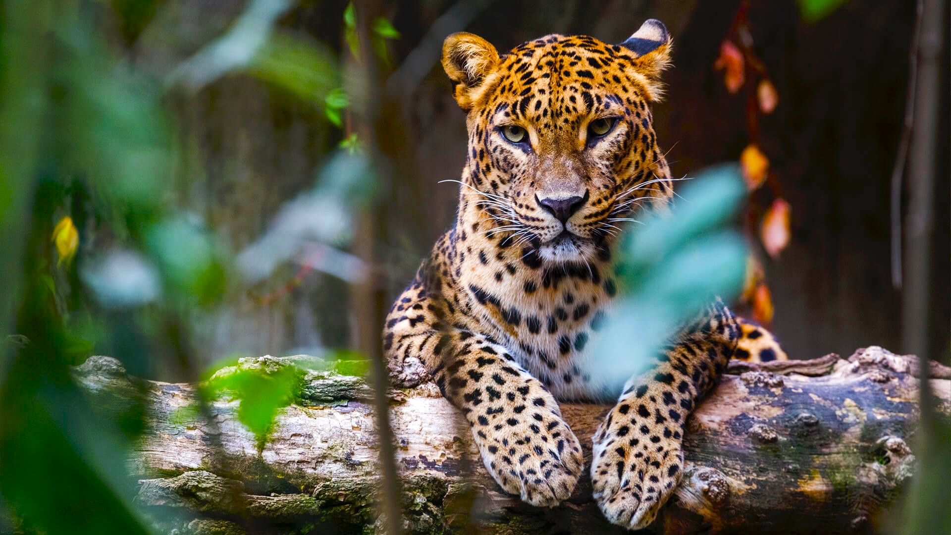 Sri Lanka Tours